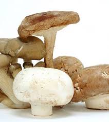 Mushrooms normally continue growing even after being harvested. Mushrooms Stop Food Waste