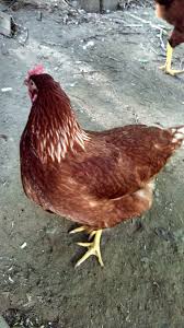 More images for production red chicken » Production Red That S What They Were Sold As Backyard Chickens Learn How To Raise Chickens