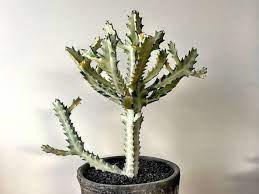 Euphorbia lactea white ghost, one of the most striking euphorbia in it genre, is known to be nearly white. Euphorbia Lactea White Ghost White Ghost Candelabra Spurge World Of Succulents