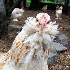 History of salmon faverolle chicken. File Salmon Faverolle Hen Headshot Jpg Wikimedia Commons