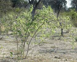 Image result for Combretum mossambicense