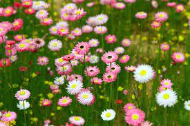 Flowers in season perth january. Wildflower Season In Western Australia