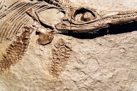 Images de Oeuvre paleontologie – Téléchargement gratuit sur Freepik