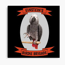 Lienzos: Chicas Loro