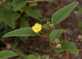 Image result for Malvaceae: Byttnerioideae, Helicteroideae