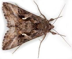 Image result for Autographa gamma