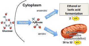 Anaerobic Respiration And Fermentation Tutorial Sciencemusicvideos