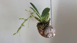 Image result for Aerangis appendiculata