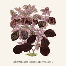 Image result for Alternanthera tenella