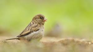 House sparrow | The Wildlife Trusts