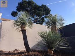 Le grand bal dun archet dans le yucca. Yucca Rostrata Vente De Cactus Et Plantes Grasses A Aubagne Cactus Story