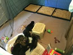 It is a good idea to wean dogs off training pads for a couple of reasons: Litter Box Training Breeders Fosters Austerlitz German Shepherd Dogs