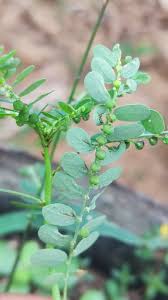 Image result for Phyllanthus amarus