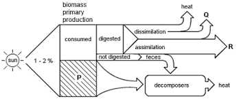 homework energy flow in an ecosystem biology stack exchange