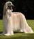 Afghan Hound Long Haired Greyhound