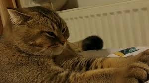 Muslum Gurses Dinleyen Kedi Karnaval Com