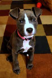 Get Some Pitbull Mix Puppies Near Me Get Pitbulls Pit Puppies Pitbull Terrier
