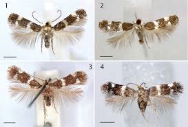 Image result for Actinoschoenus