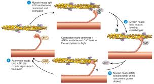 Find out how muscles move, how they repair themselves after injury, and why scientists say that antioxidants after exercise might not be good after all. A Basic Look At How A Muscle Contracts