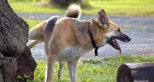 How Often Should My Dog Urinate Cesar S Way