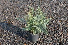 Image result for Athyrium newtonii