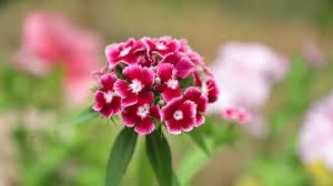 What are these trailing plants with white flowers? Verbena Hybrids Trailing Perennial Red Stock Footage Video 100 Royalty Free 1013699324 Shutterstock