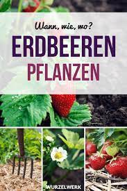 Es kommt nur auf das richtige pflanzgut an. Der Komplette Erdbeer Guide Erdbeeren Pflanzen Anbauen Und Ernten Wurzelwerk