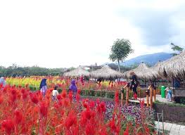 Taman bunga ini atau juga biasa disebut dengan kampung jambu berada di desa sukasari, kecamatan kadu hejo, kabupaten pandeglang. Menikmati Hamparan Pelangi Bunga Dan Kokohnya Gunung Di Pandeglang Brisik Id