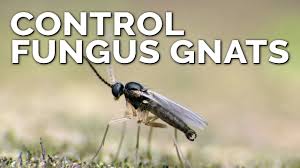 Effective with various species of small flies, baits coated in sugar attract and kill the flies in the area. Foolproof Fungus Gnat Prevention And Control Youtube