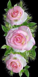 Gemart Beautiful Rose Flowers Beautiful Flowers Beautiful Flowers Wallpapers