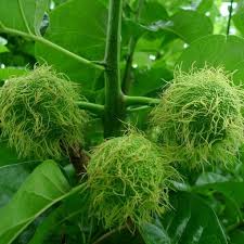 ÙØªÙØ¬Ø© Ø¨Ø­Ø« Ø§ÙØµÙØ± Ø¹Ù âªmaclura pomiferaâ¬â