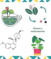 Estudia de la droga vegetal