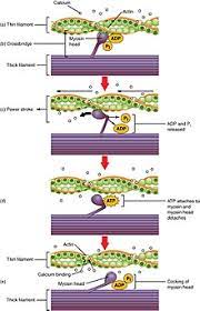 Muscle contraction in 10 basic steps. Muscle Contraction Wikipedia