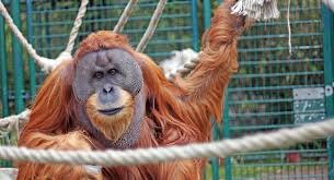 Maybe you would like to learn more about one of these? Pressemitteilung Solidaritat Mit Den Funf Orang Utans Im Dresdner Zoo Die Tierbefreier E V