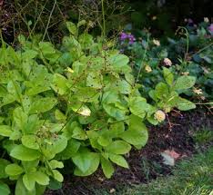 Image result for Talinum fruticosum