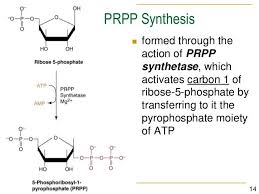Prpp Synthetase Activates The Anomeric Carbon Of Ribose 5 Phosphate By Adding On Pyrophosphate Ppi Meanwhile Atp Amp