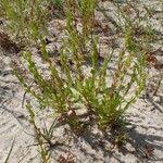 Image result for Crepidorhopalon spicatus