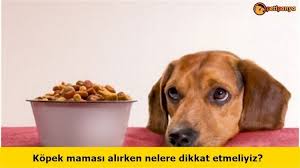 Kopek Mamasi Alirken Nelere Dikkat Etmeliyiz Petipanya