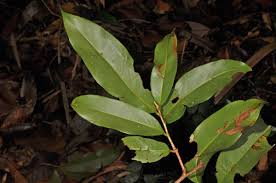 Image result for Brackenridgea