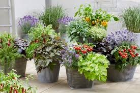 Image result for Ipomoea barteri