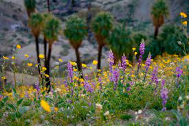 They need little water in summer. California Super Bloom Where To See Desert Wildflowers In Palm Springs