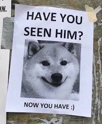Online, the breed grew in popularity thanks to the doge meme, which features a shiba inu dog looking at the camera. Memebase Shiba Inu All Your Memes In Our Base Funny Memes Cheezburger