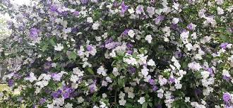 Image result for Brunfelsia australis