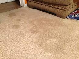 Press the paper towels firmly into the stain with an old shoe (or anything disposable) so as to push the towels deep into the carpet fibers and absorb as much urine stains as possible. Year Old Carpet Stains Gone 7 Steps With Pictures Instructables