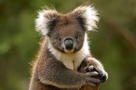 Happy Australia Day From Zoos Victoria Our Australian Wildlife Will Be Celebrating Http Www Zoo Org Au Koala Cute Baby Animals Koala Bear