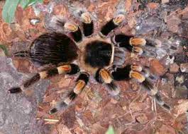 We did not find results for: Mygalomorphae Or Primitive Spiders