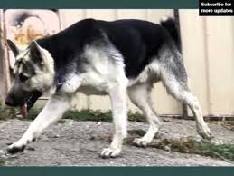 Silver sable german shepherd puppies. Set Of Useful Picture Ideas Of Black And Silver German Shepherd Puppies Youtube