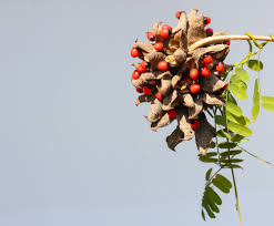 Image result for Orthochilus milnei