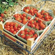 Check spelling or type a new query. Berri Basket White Strawberry