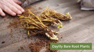 Buy hosta plants, hosta seeds & hosta books. Quick Start Gardening Guide Bare Root Hostas Daylilies Youtube